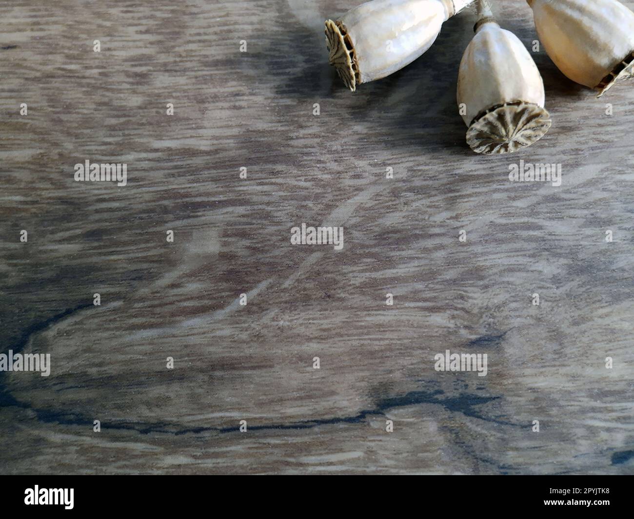 Gray background with dry poppy heads close up.Texture for background