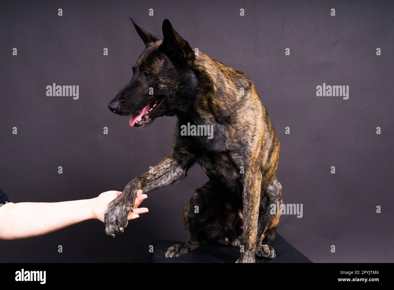 Friendship between Human and dog, feeding and taking paw in hand Stock Photo