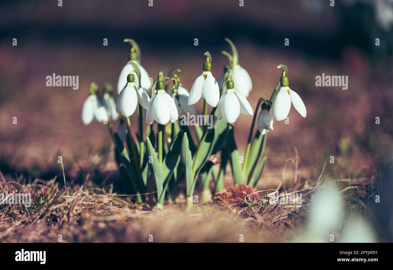 Growing snowdrops with white flowers in the middle of the forest, spring flowers Stock Photo
