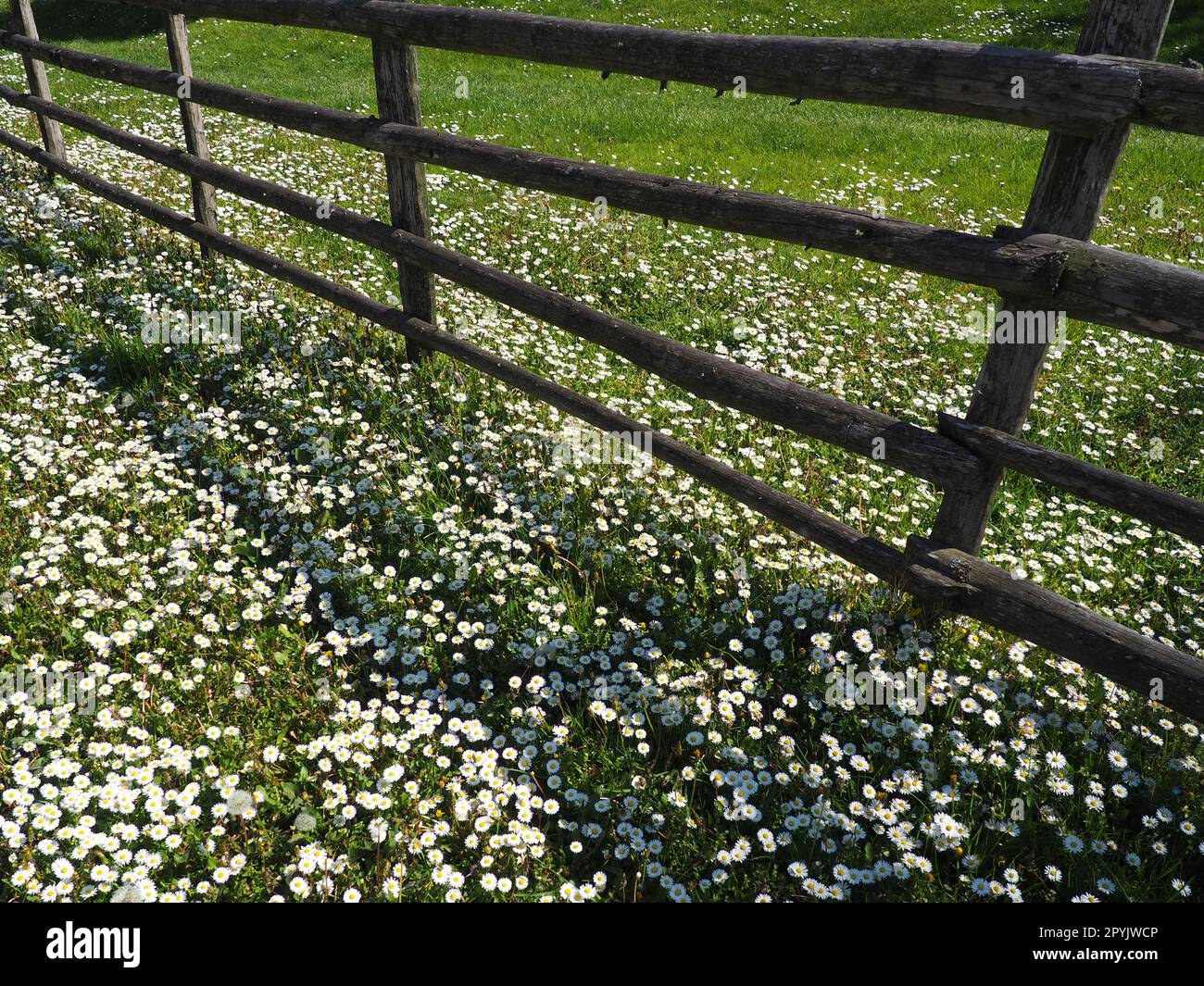 fence in the field. Wooden rustic fence in a clearing with green grass and white daisies. Peasant village life. A lawn with meadow grasses. Stock Photo