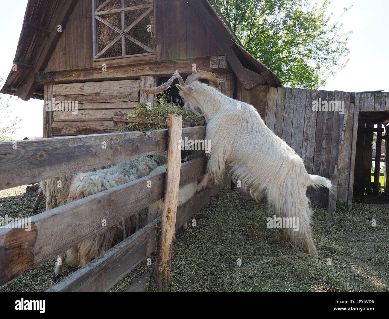 The domestic goat is Capra hircus, a species of artiodactyls from the genus Capra mountain goats of the bovine family. The goat stands on its hind hooves and eats hay over a wooden fence. Sheep graze Stock Photo