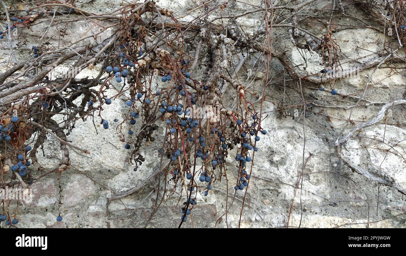 Girls grape. Parthenocissus quinquefolia. A creeping plant threw off the leaves in winter. Dark blue fruits or berries. Option of vertical landscaping in the garden. Liana on a stone wall Stock Photo