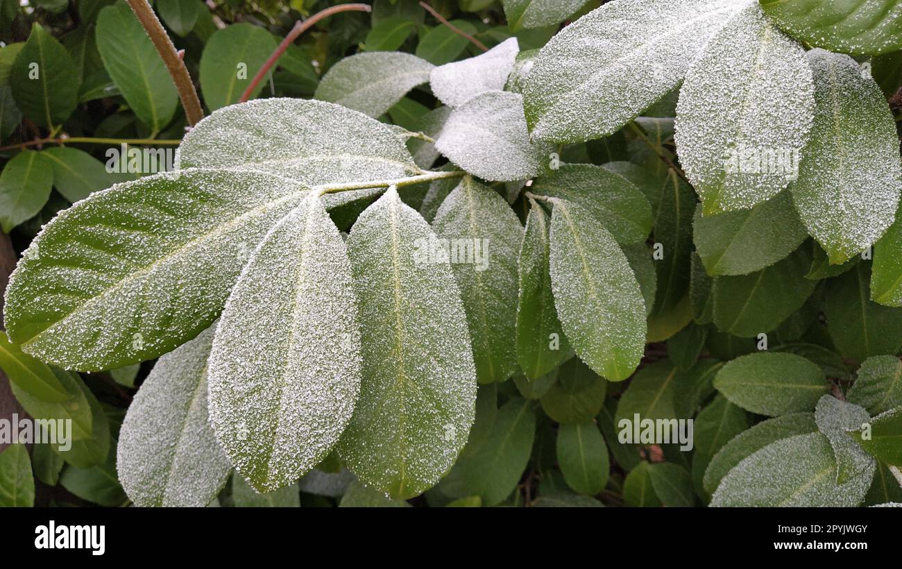 Beautiful large green leaves with white hoarfrost on the surface. Ficus