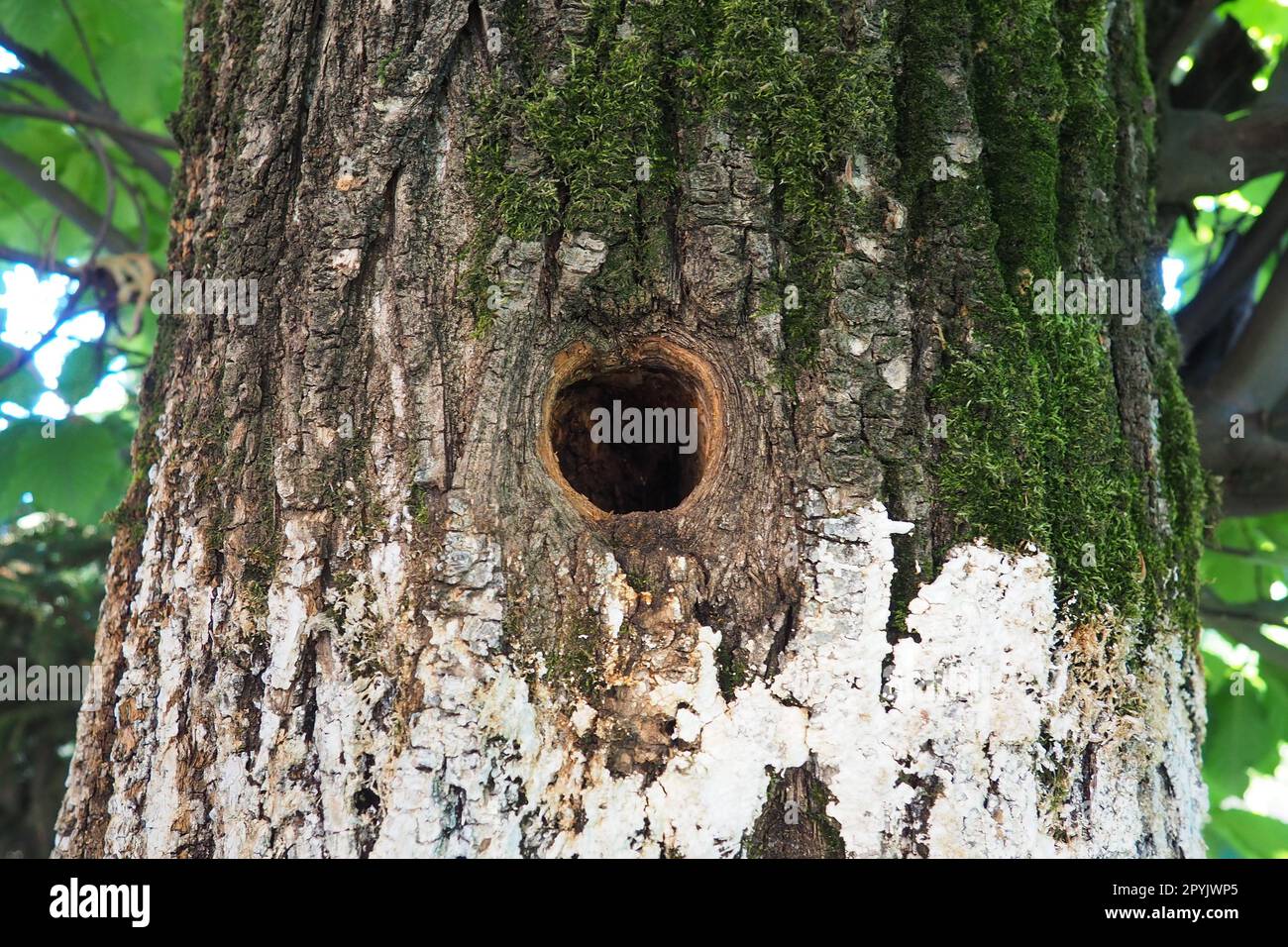 A hollow hollowed out by the beak of a woodpecker. A round hole in the bark and cambium of a large old fruit tree in the garden. Green moss and white lime on the bark. Gardening rangering ornithology. Stock Photo