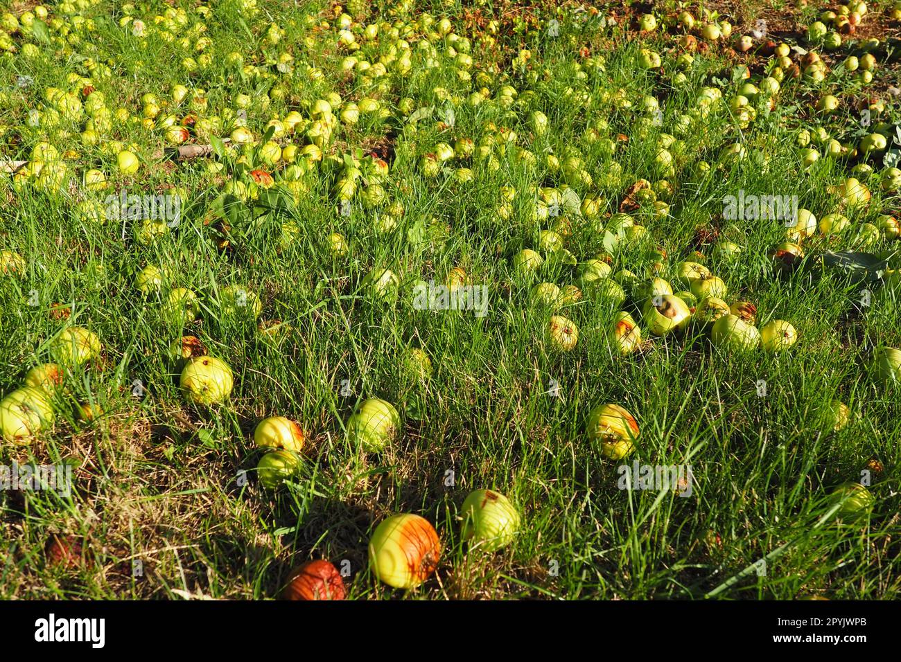 Yellow - green fallen apples lie on the grass under the apple tree. Yield loss and fruit rot. Serbian agriculture and horticulture. Stock Photo