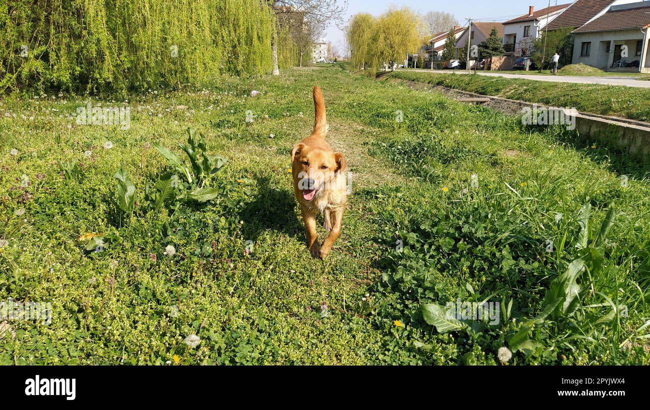 A small red-haired dog with a protruding tongue joyfully runs along the fresh green grass. Sunny weather, spring or summer. The animal hurries after the owner and looks at the camera. Kind dog smiling Stock Photo