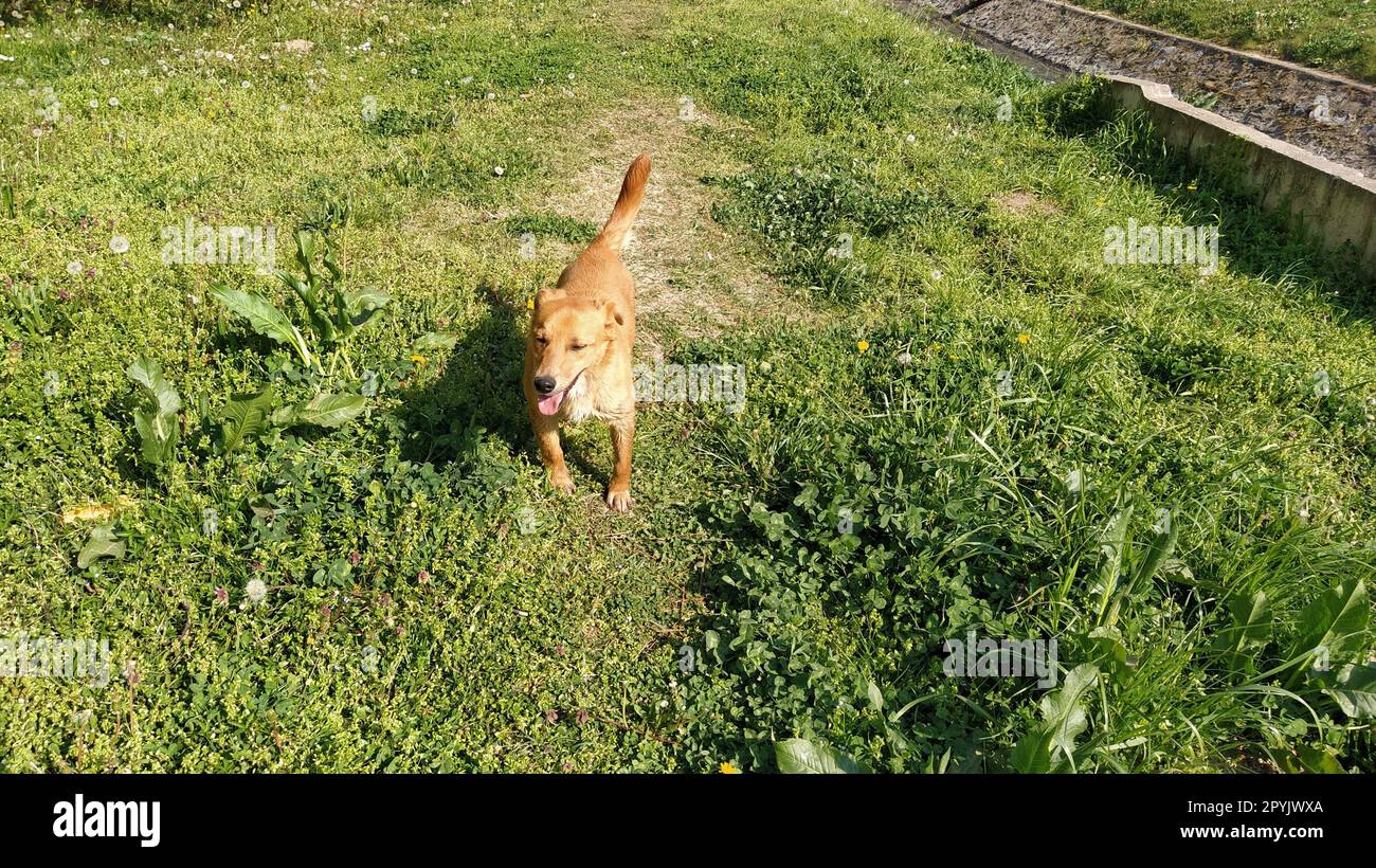 A small red-haired dog with a protruding tongue joyfully runs along the fresh green grass. Sunny weather, spring or summer. The animal hurries after the owner and looks at the camera. Kind dog smiling Stock Photo