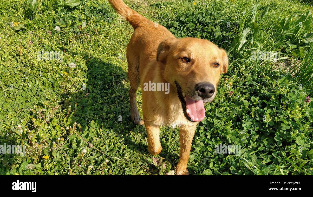 A small red-haired dog with a protruding tongue joyfully runs along the fresh green grass. Sunny weather, spring or summer. The animal hurries after the owner and looks at the camera. Kind dog smiling Stock Photo