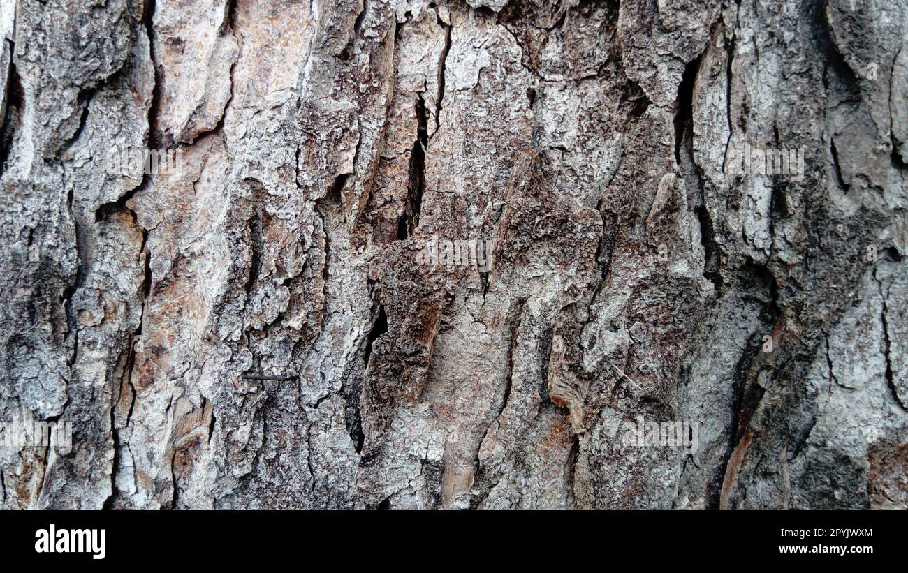 Bark of tree. A collection of tissues located outside the cambium. Plant tissue crust rhytid. Close-up Stock Photo