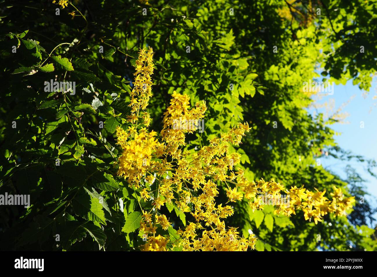 Koelreuteria paniculata is a species of flowering plant in the family Sapindaceae. A tree blooming with yellow flowers. Goldenrain tree, pride of India, China tree and the varnish tree. Stock Photo