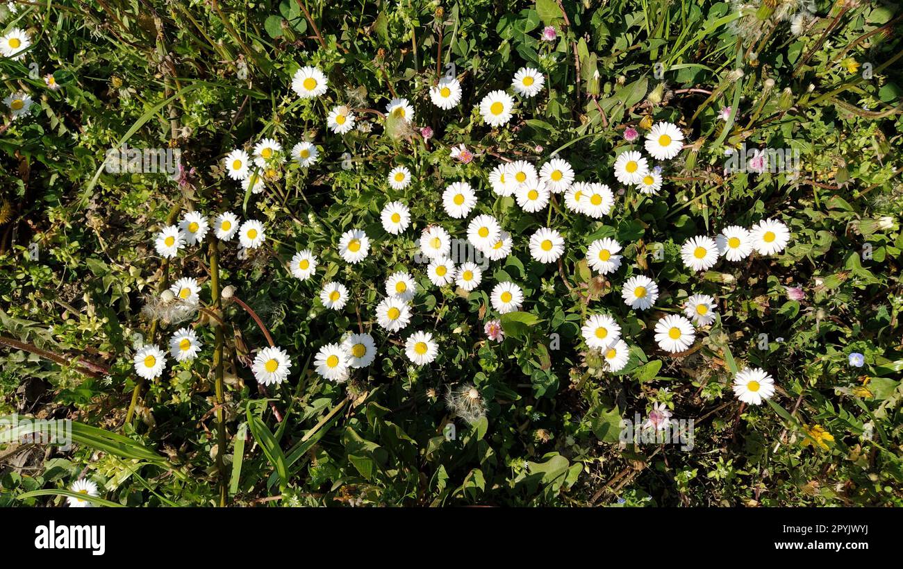 Common daisy, English daisy, Bellis perennis, herbaceous perennial with rosette of spoon shaped leaves and white flower head on leafless scape, disc yellow. Many flowers in top view of green meadow. Stock Photo