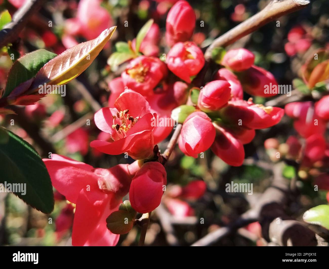 Beautiful pink and red henomeles flowers. Shrub without leaves blooms in early spring. Delicate petals and yellow stamens and pistils with nectar. Greeting card or bouquet. Symbol of awakening nature Stock Photo