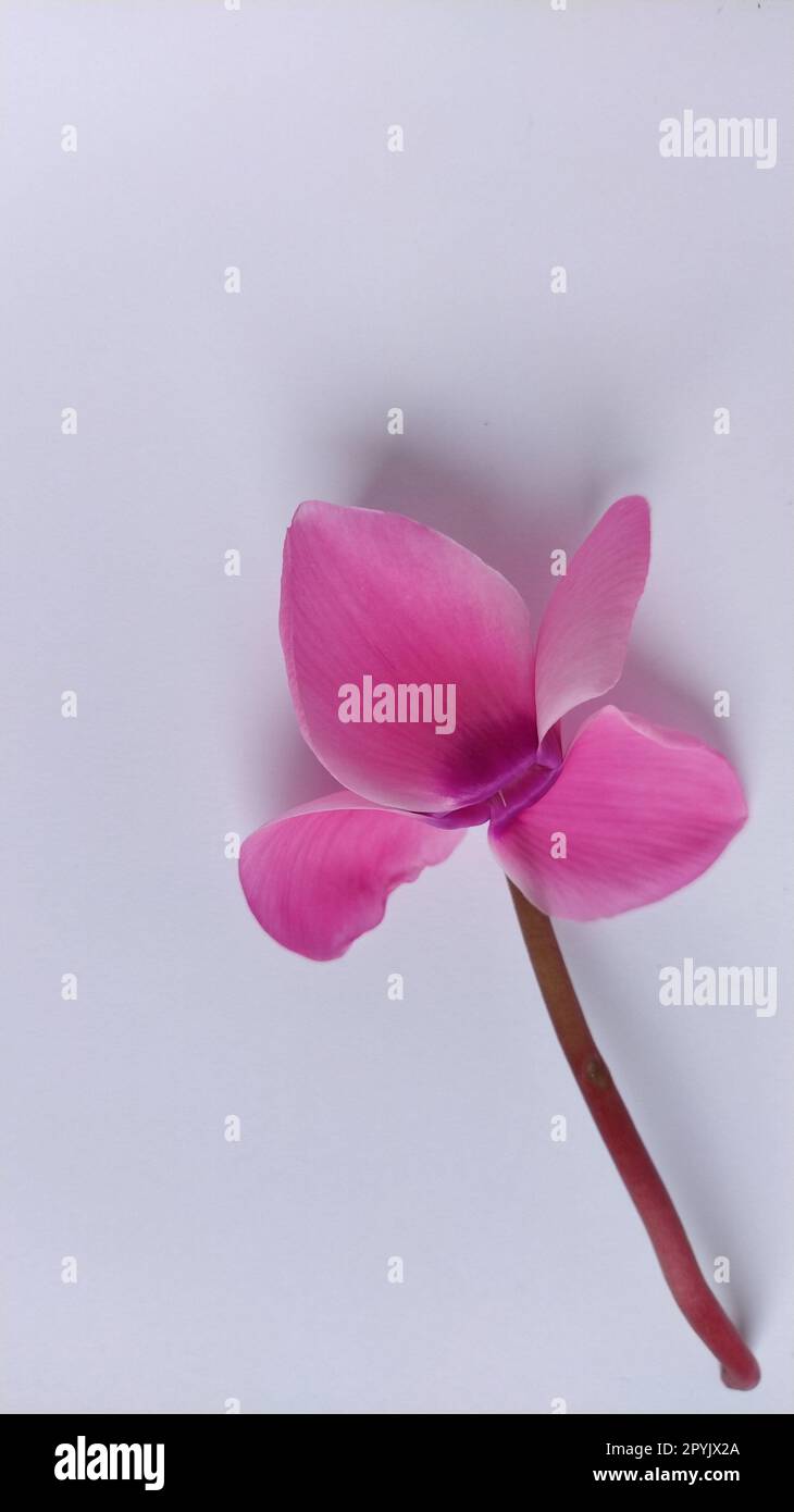 Pink cyclamen flower on a white background. A tender plant is ripped off. Petals turned back, brown stalk, dark core at the flower Stock Photo