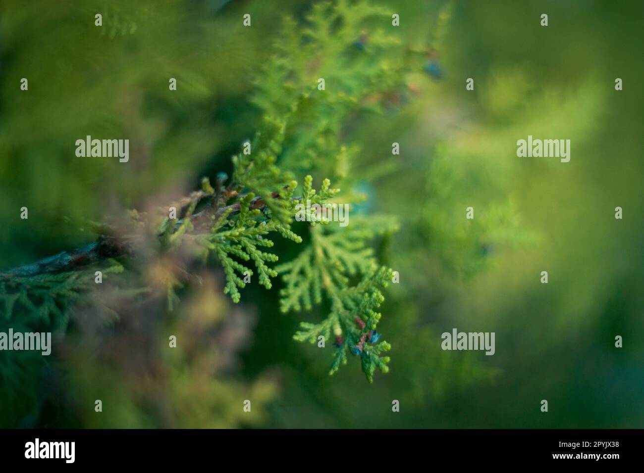 Details of the pine tree outdoors Stock Photo Alamy