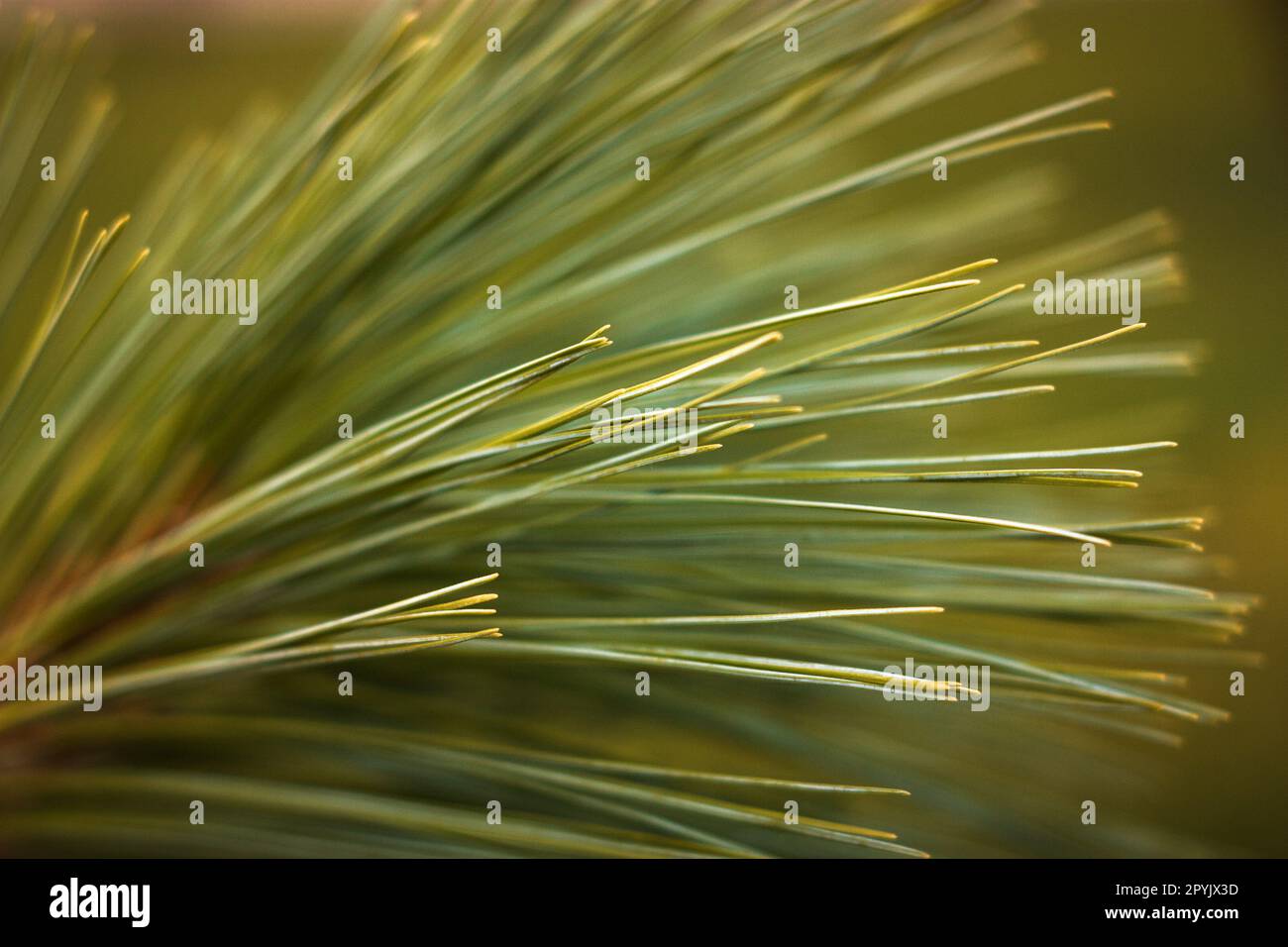 Details of the pine tree outdoors Stock Photo Alamy