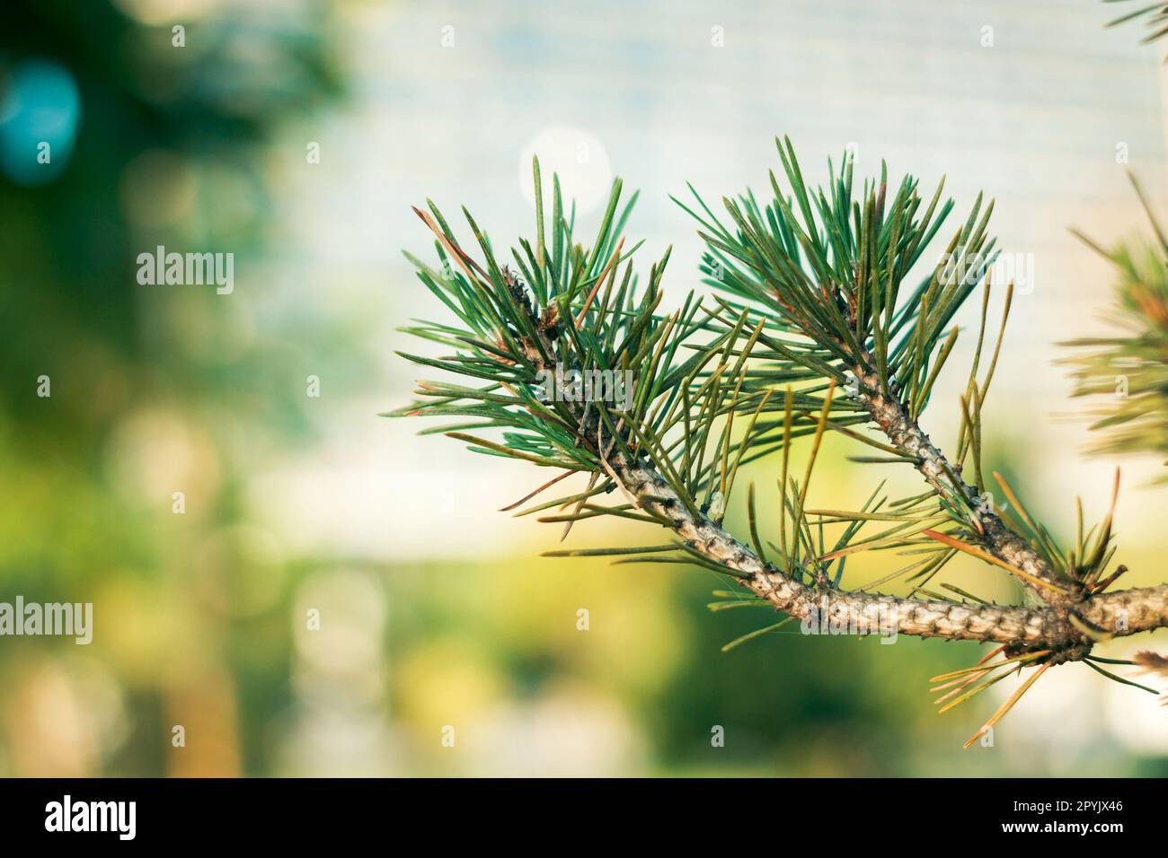 Details of the pine tree outdoors Stock Photo