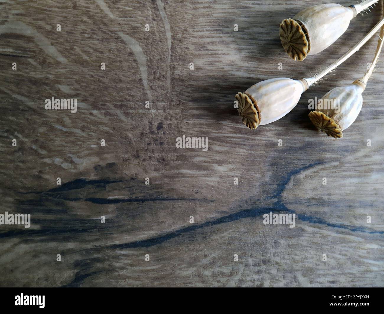 Gray background with dry poppy heads close up.Texture for background