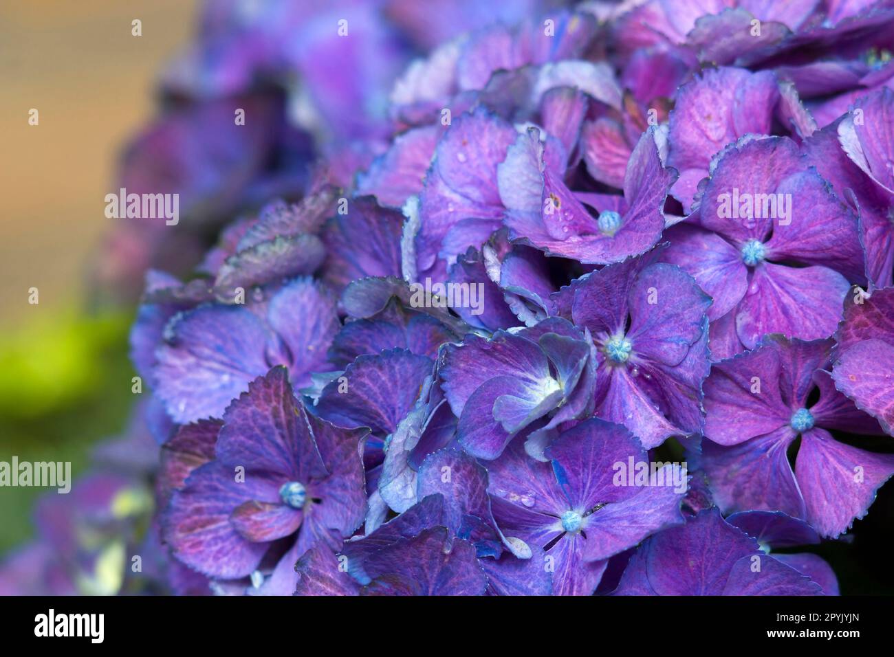 blue hydrangea flower background - macro image Stock Photo
