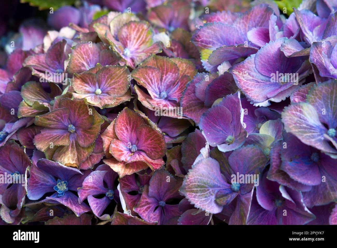 colorful  hydrangea flower background - macro image Stock Photo