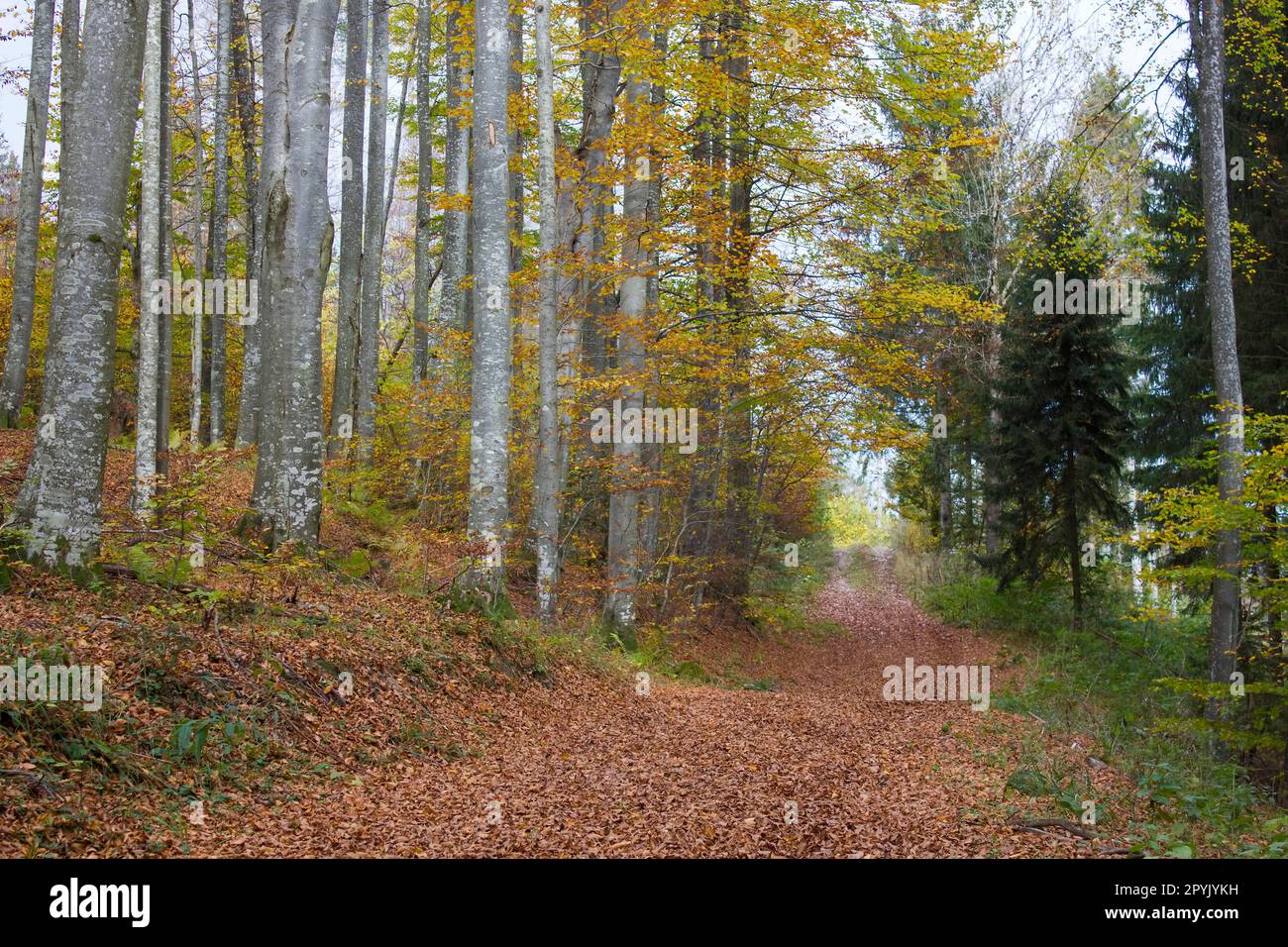 autumn forest in Austrian Alps, Upper Austria, Austria Stock Photo