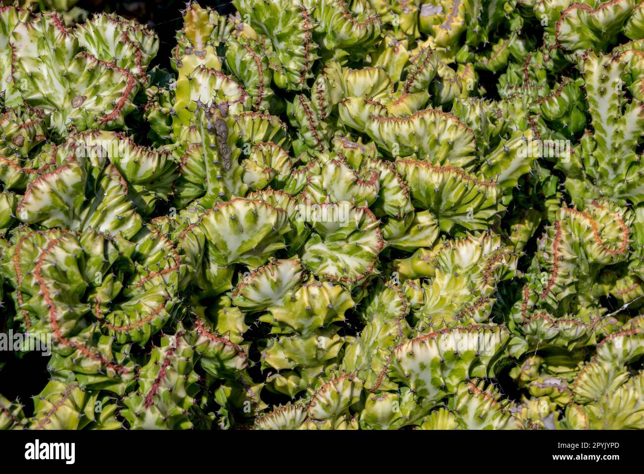 Detail en close-up on euphorbia lactea cristata Stock Photo