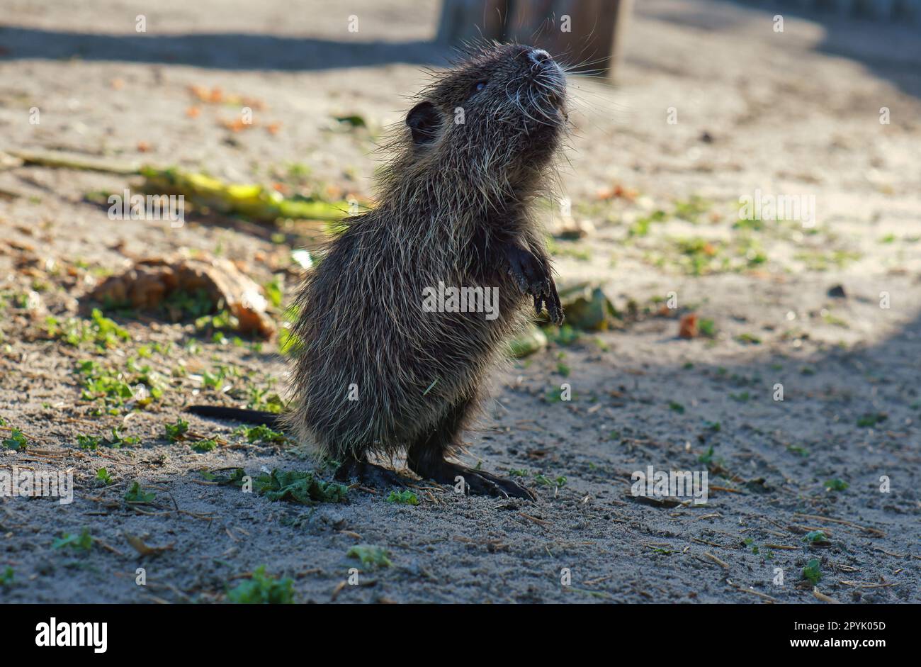 bisamrat stands on hind legs and observes the surroundings. Mammal with brown fur Stock Photo