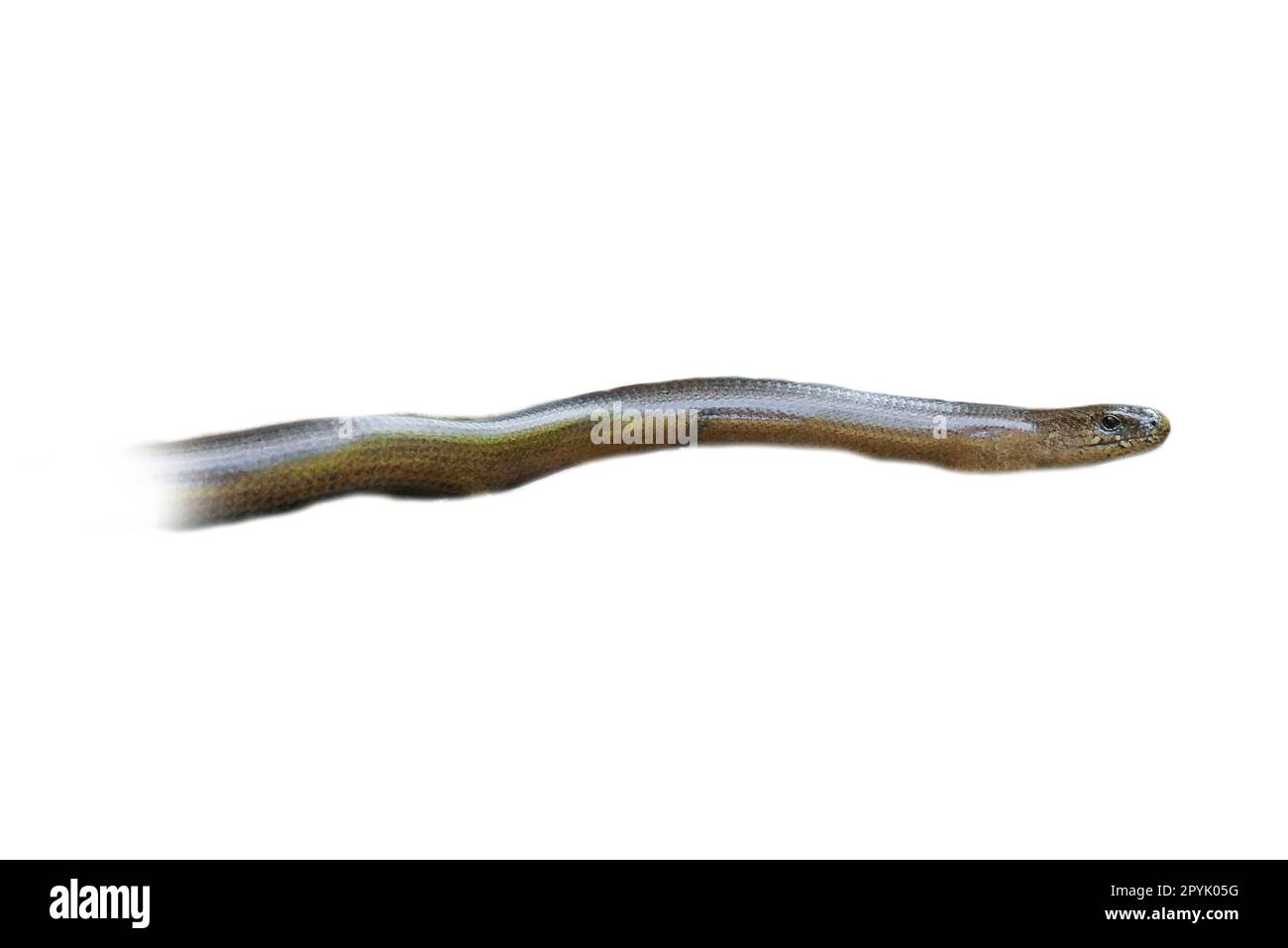 Slow worm cropped. Head and part of the body of the reptile. For further composing. Stock Photo