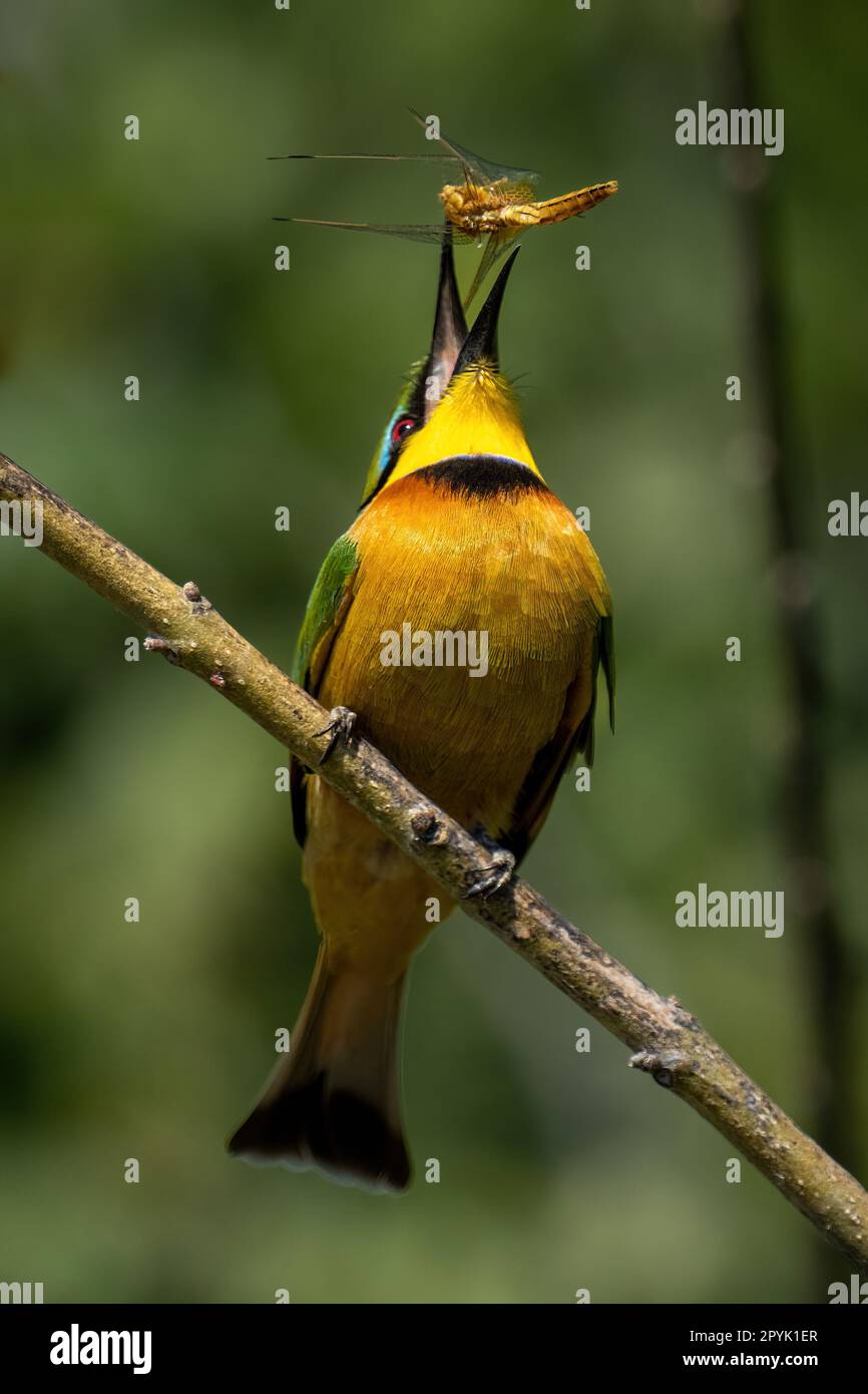 Little bee-eater on diagonal branch tossing dragonfly Stock Photo