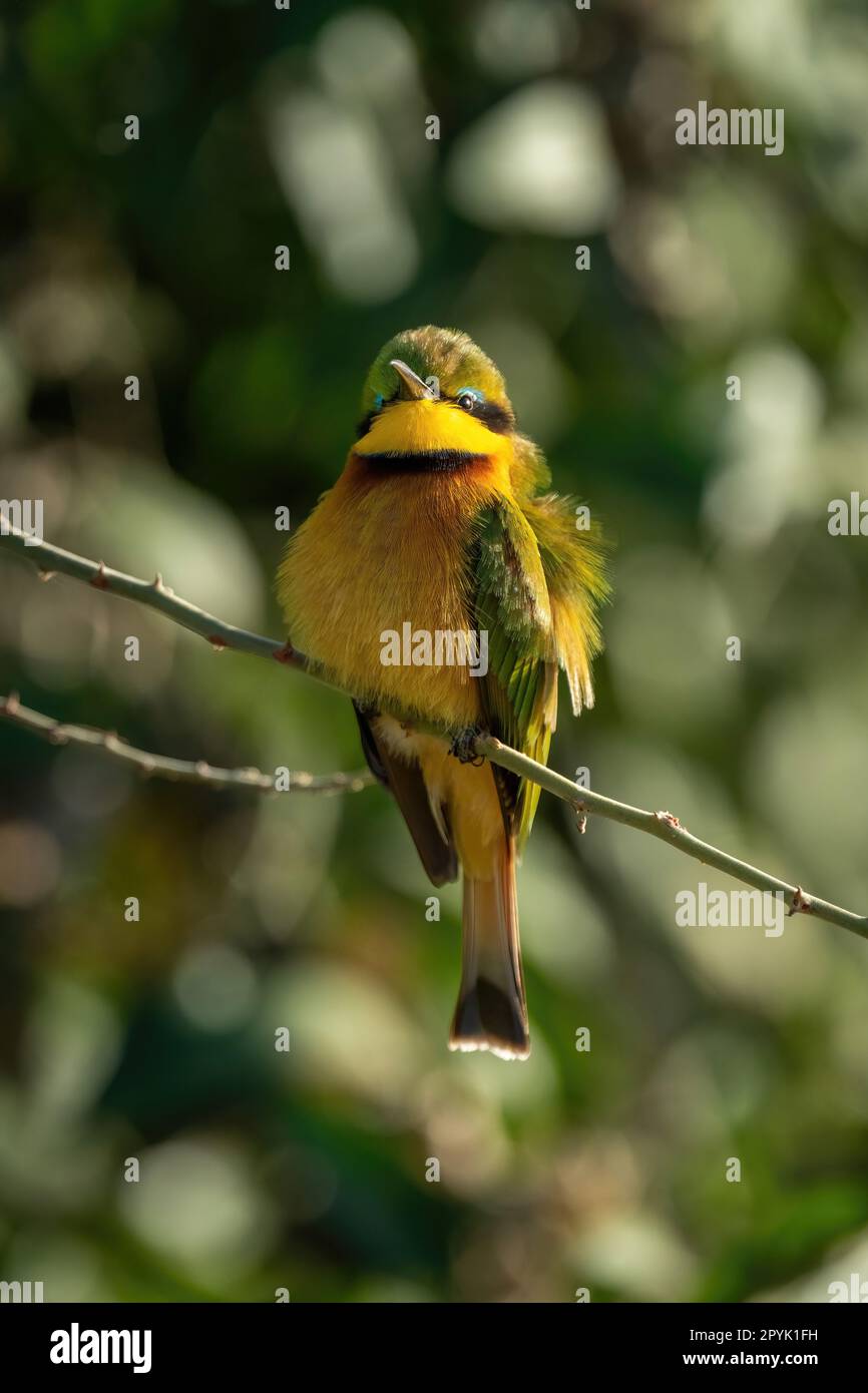 Little bee-eater on thin branch facing camera Stock Photo