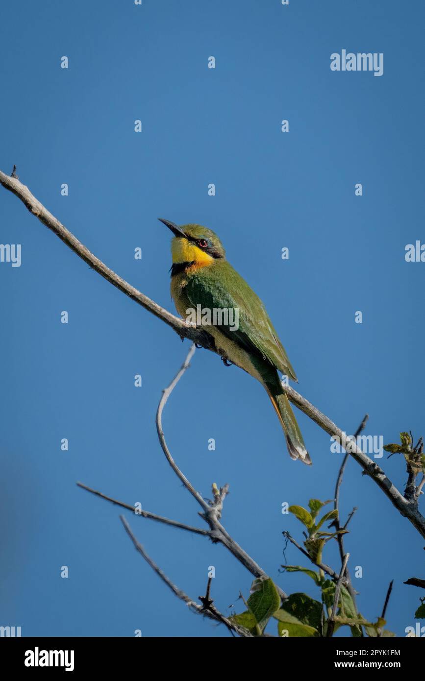 Little bee-eater on branch staring toward camera Stock Photo