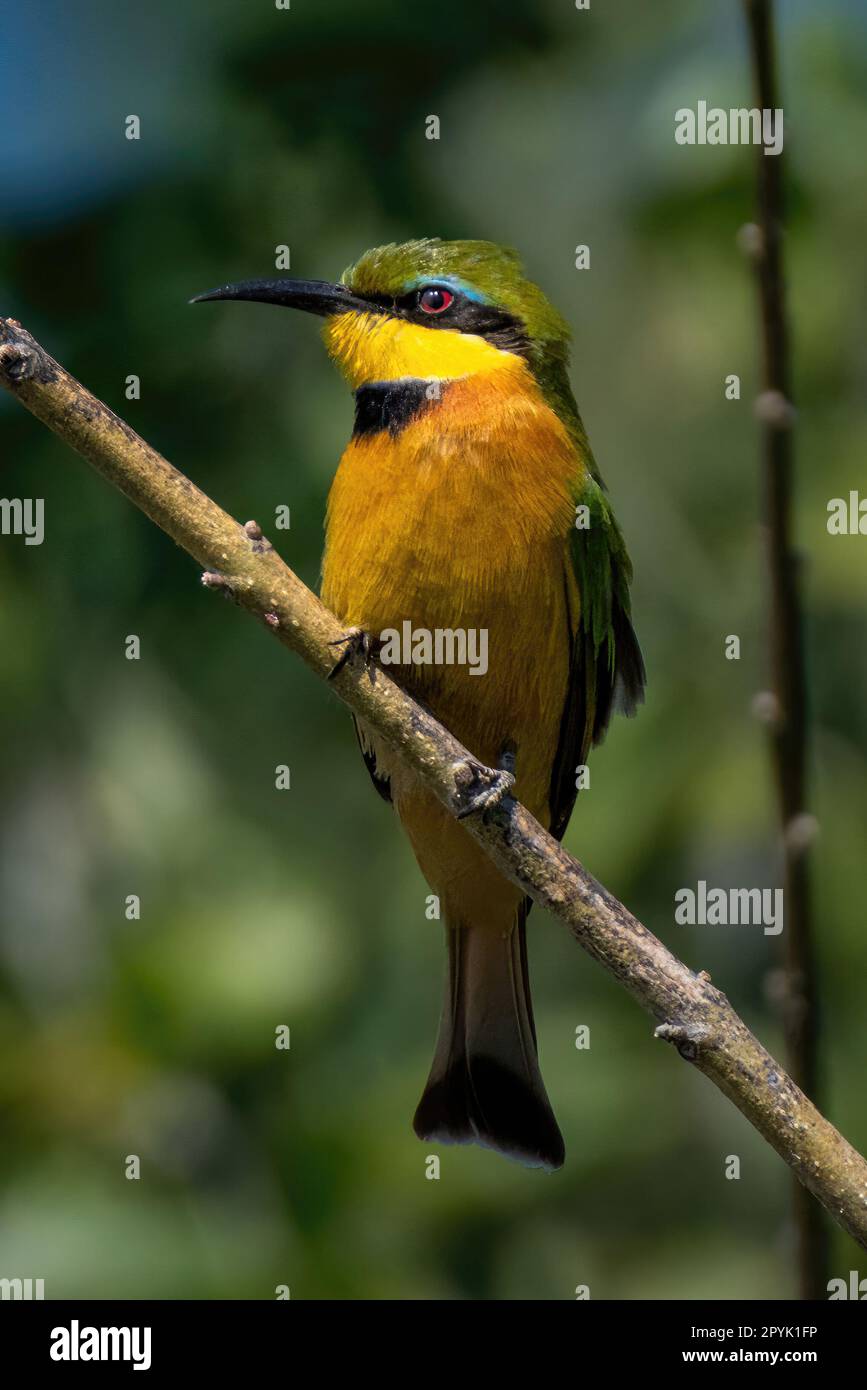 Little bee-eater on branch turns head left Stock Photo