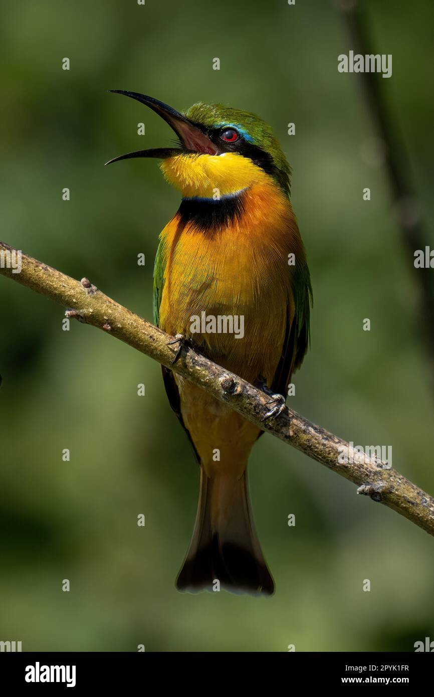 Little bee-eater on diagonal branch opens beak Stock Photo