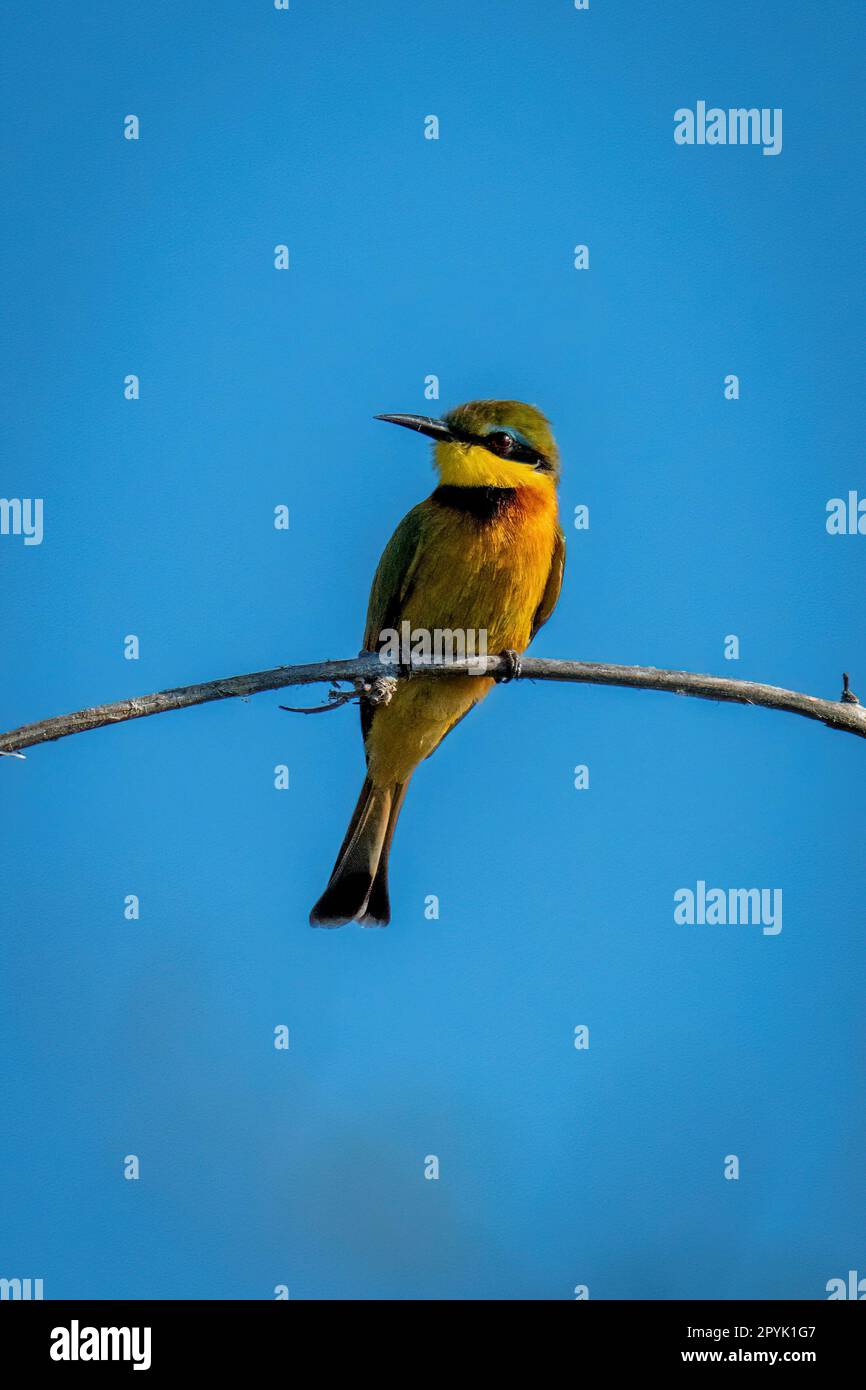 Little bee-eater turns head on curved branch Stock Photo