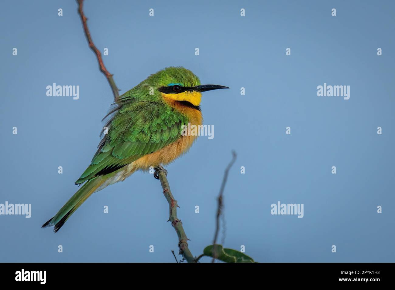 Bee on vertical green hi-res stock photography and images - Alamy