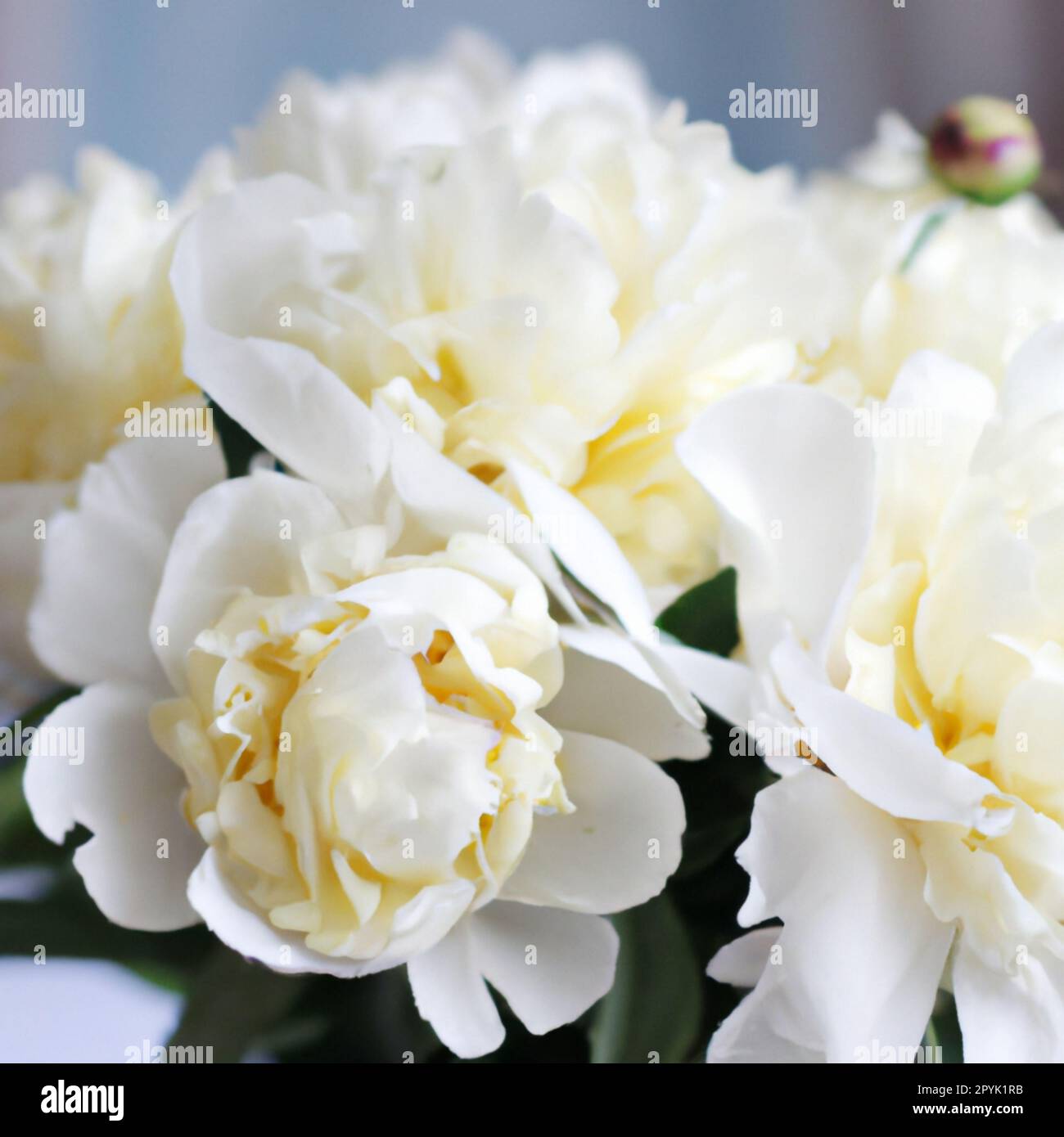 Beautiful white peony flowers close up. Peony is a genus of herbaceous ...