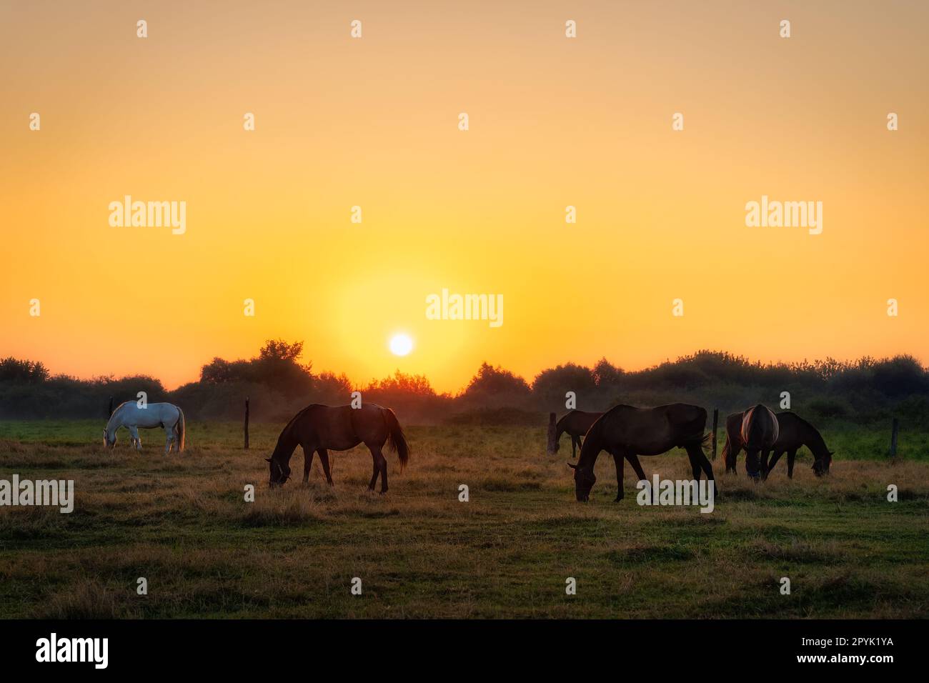Group of horses grazing on a green field at early morning, sunrise, Poland Stock Photo