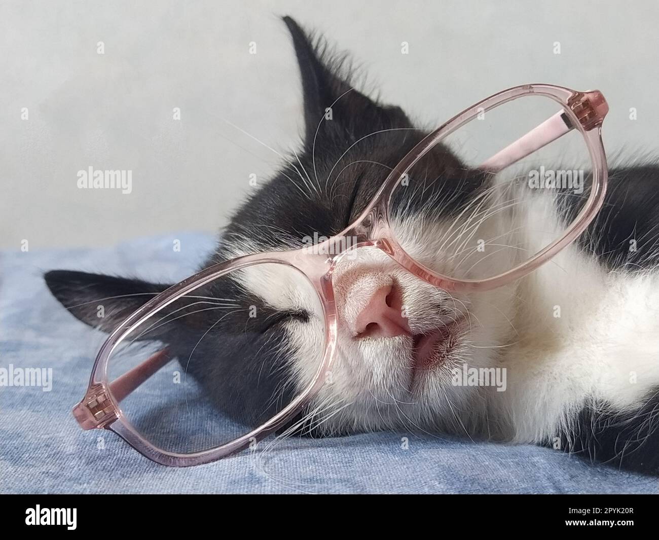 A young black and white cat in glasses with pink rims sleeps on a blue