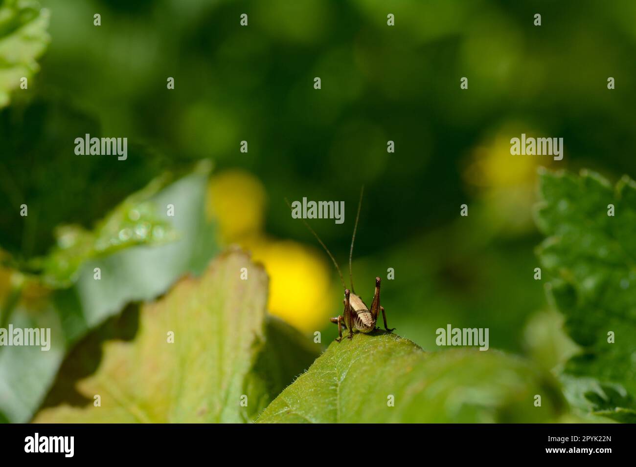 A brown grasshopper on a green leaf Stock Photo