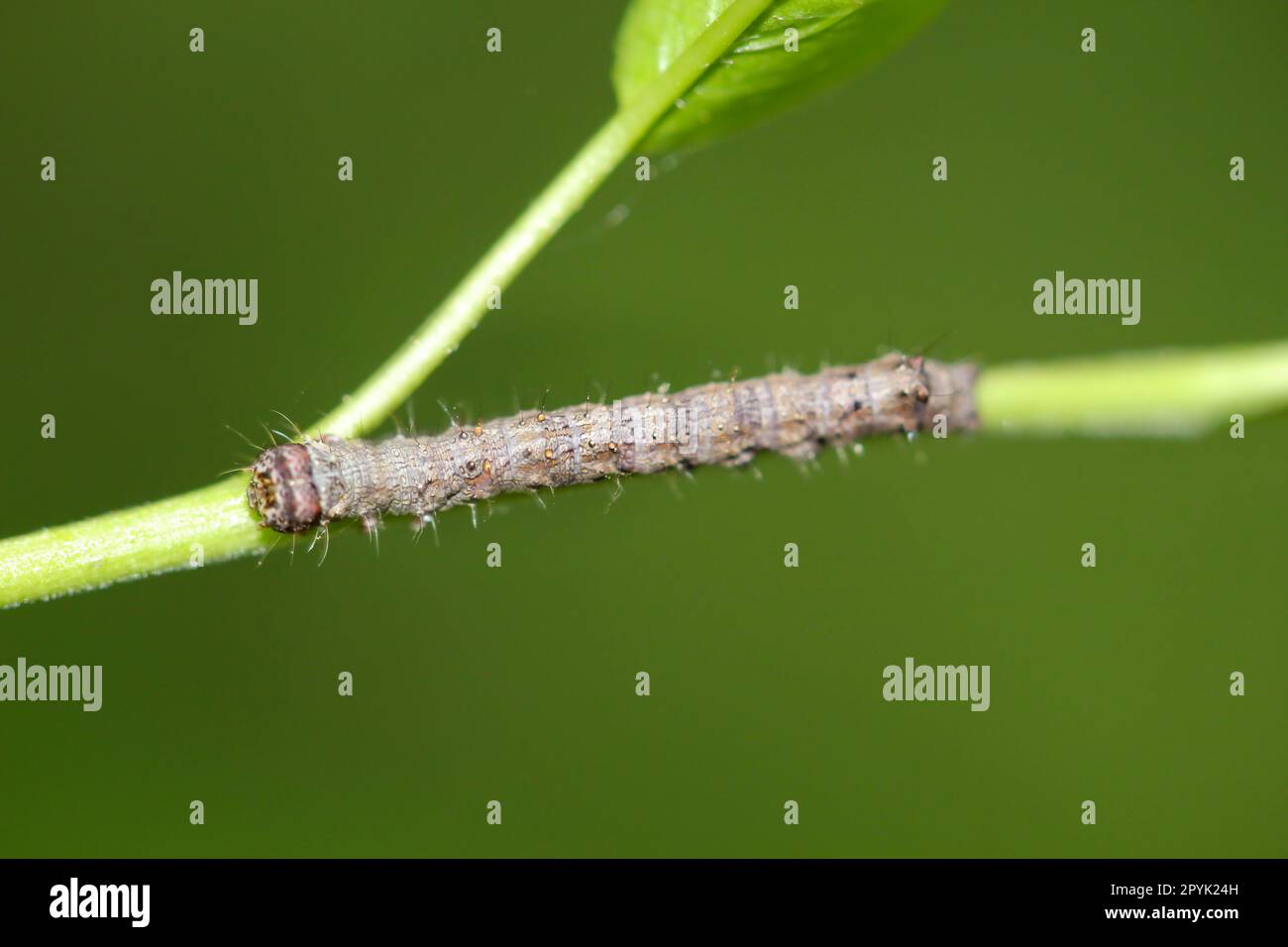 The caterpillar of a great frost moth, Erannis defoliaria on a plant. Stock Photo