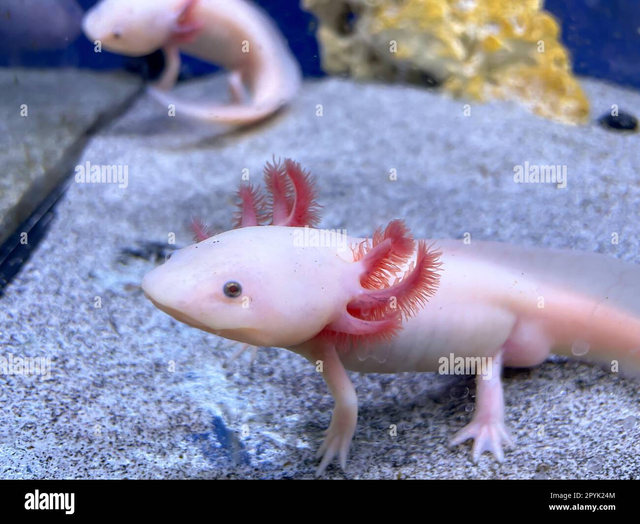 An axolotl in the aquarium. The axolotl is an aquatic Mexican caudate from the cross-toothed newt family. Stock Photo