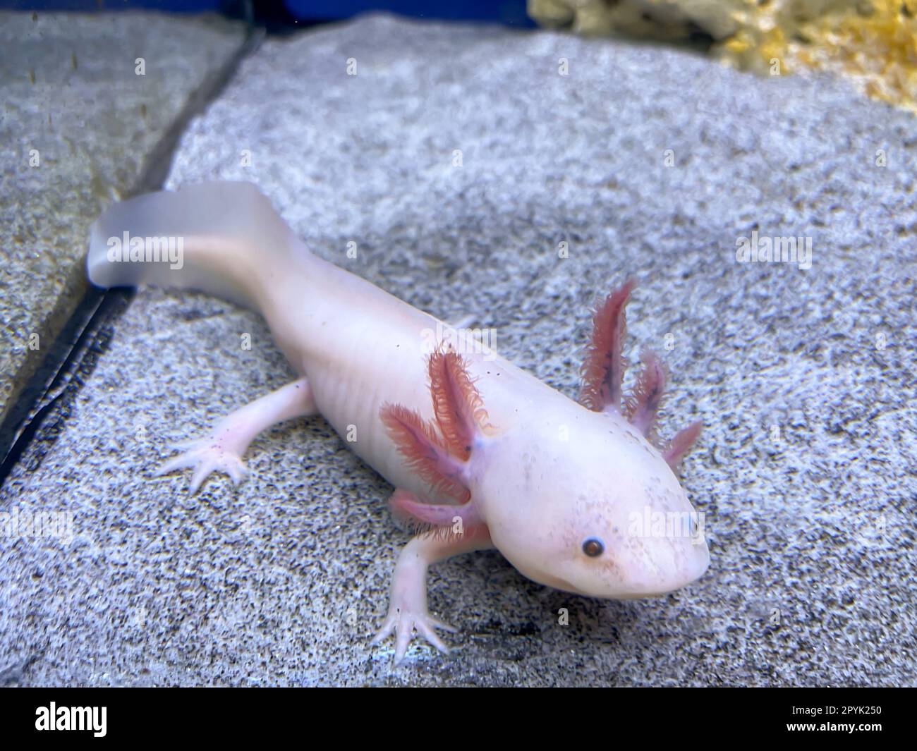An axolotl in the aquarium. The axolotl is an aquatic Mexican caudate from the cross-toothed newt family. Stock Photo