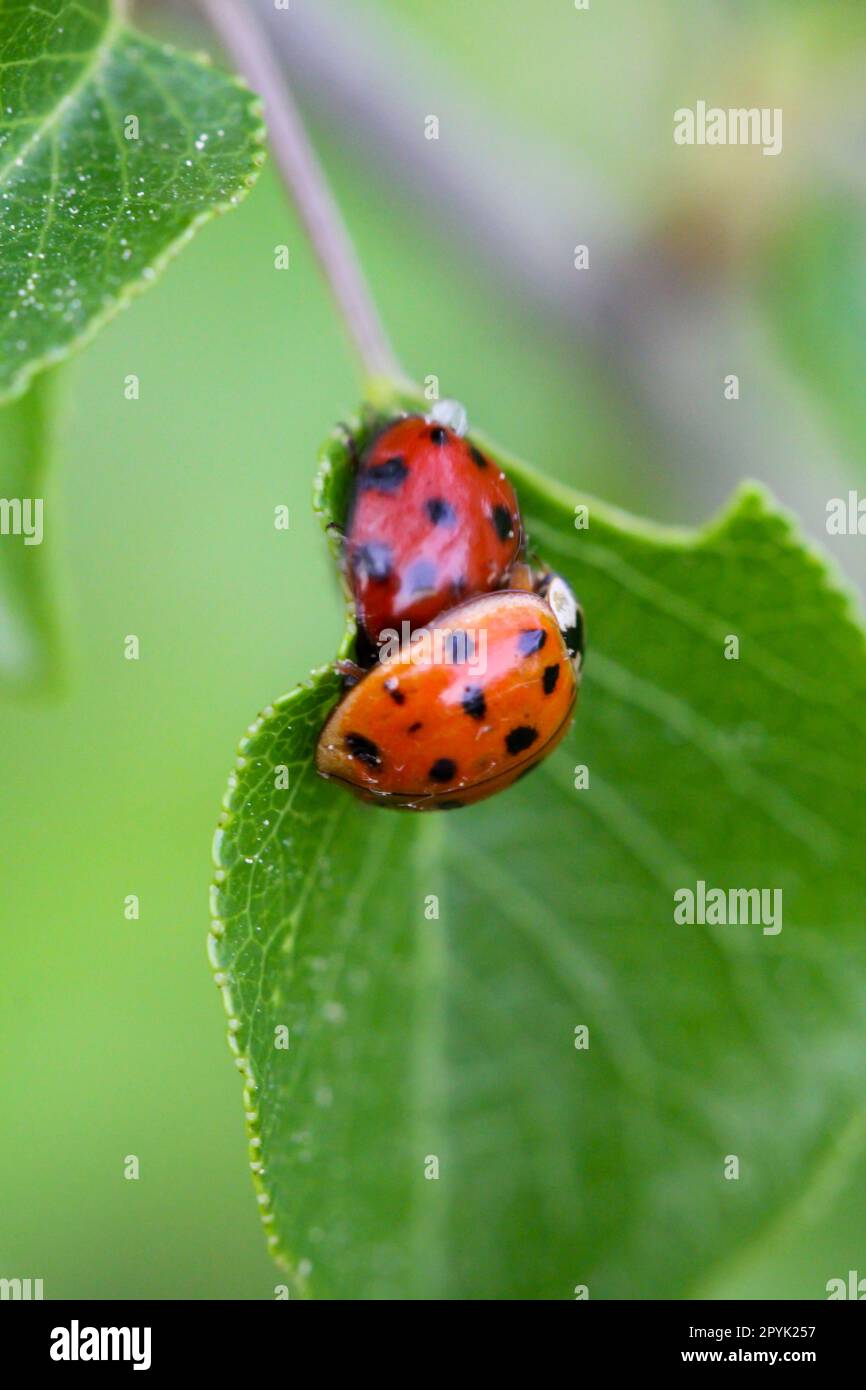 Two ladybirds mating on a leaf of a tree. Stock Photo