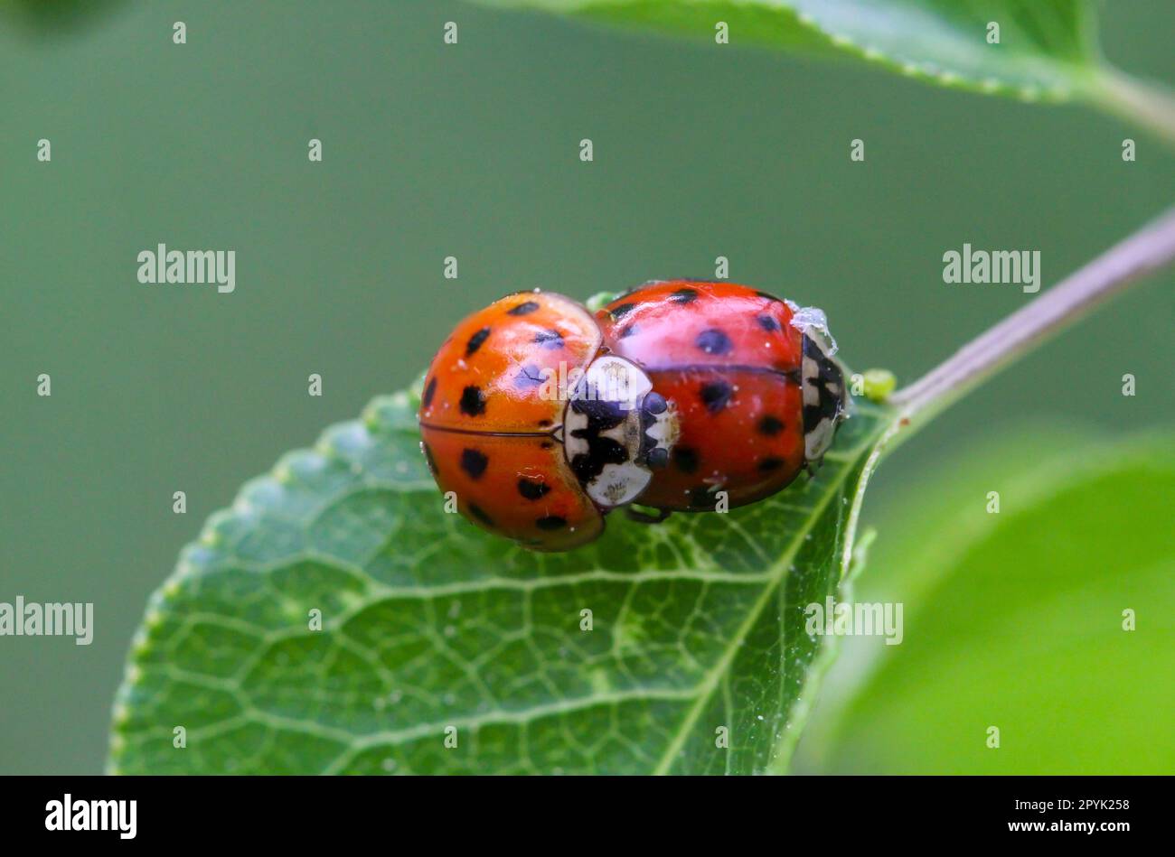 Two ladybirds mating on a leaf of a tree. Stock Photo