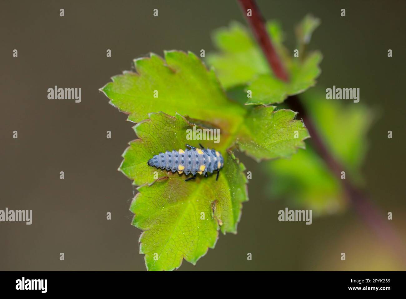 The larva of a seven-spotted ladybird on the leaf of a tree. Stock Photo