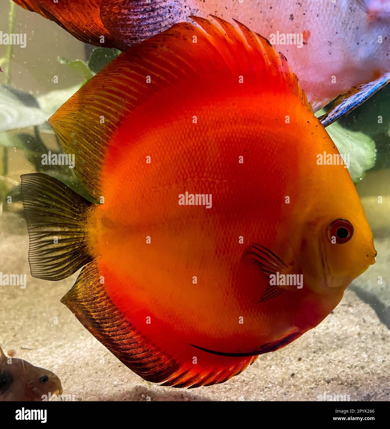 Portrait shot of discus fish in an aquarium, Amazon Aquarium. Stock Photo