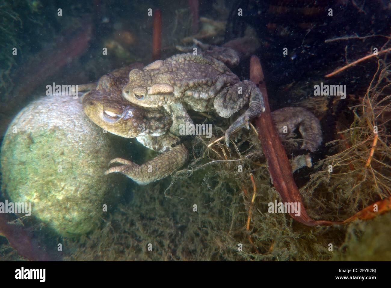 Erdkröten (Bufo bufo) bei der Paarung im Gartenteich, das kleinere