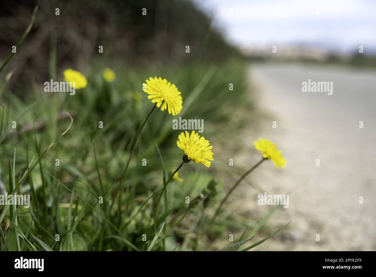 Yellow flowers in a forest Stock Photo - Alamy