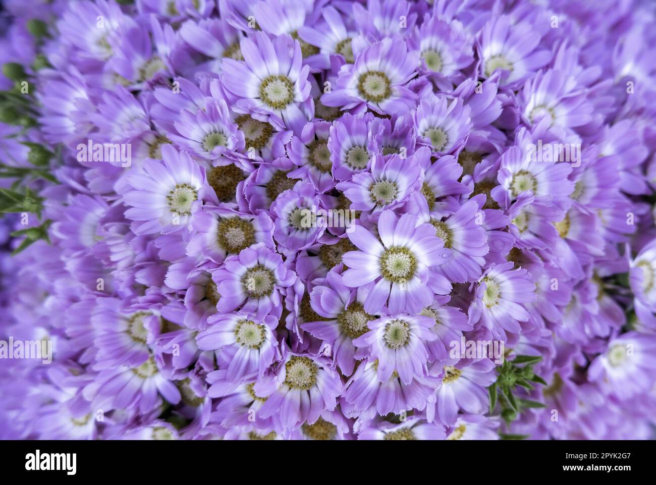 Blue flowers in nature Stock Photo Alamy
