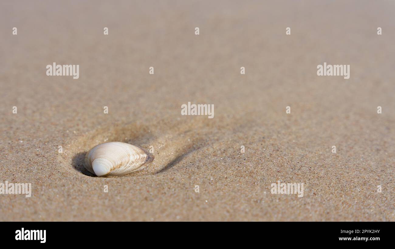 Shell in the sand on the beach of the Polish Baltic coast with place for text Stock Photo