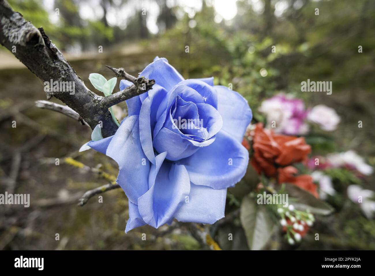 Vintage design of flowers and branches hi-res stock photography and ...